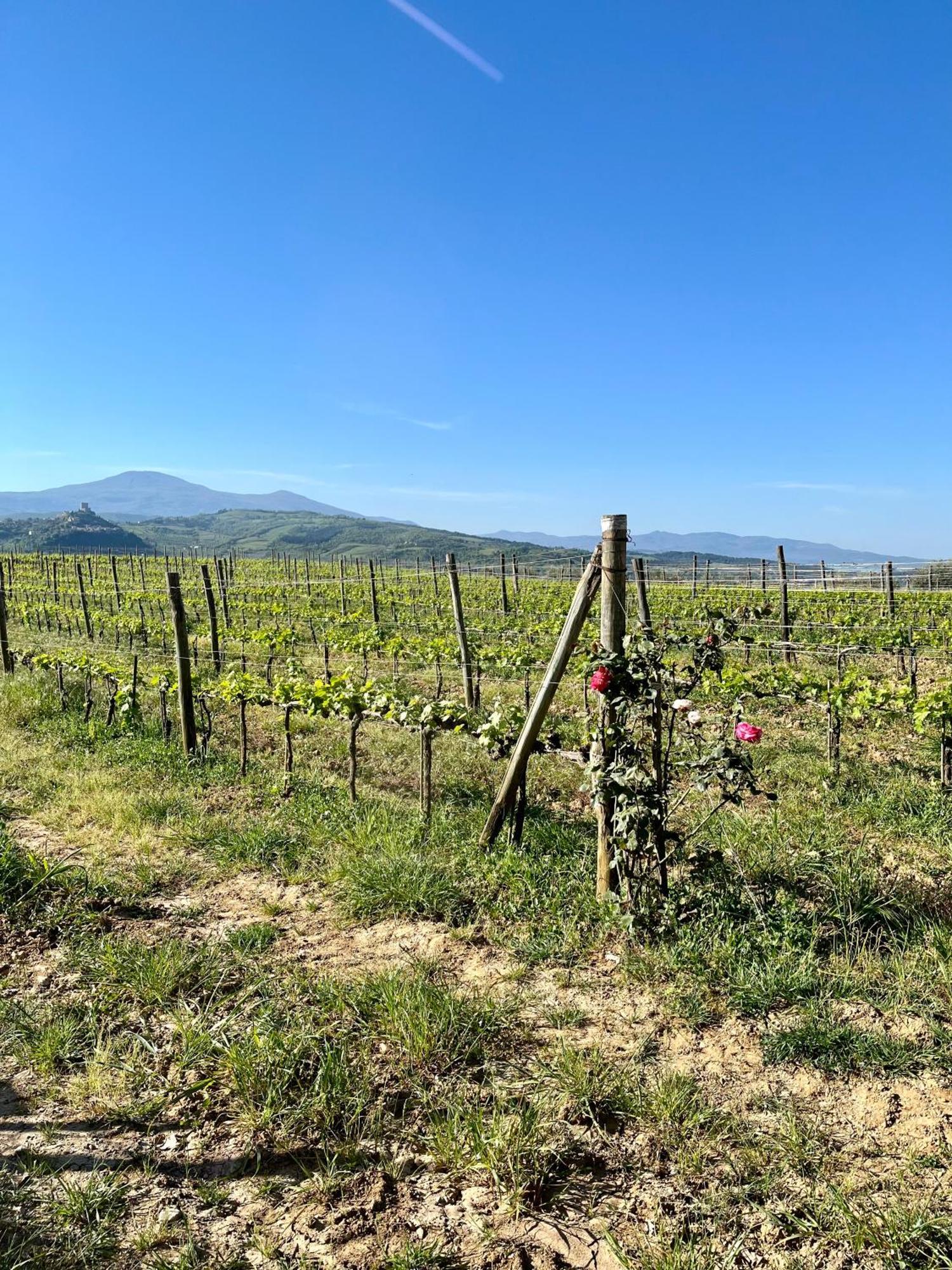Agriturismo Le Querciole In Val D'Orcia บาโญวีโญนี ภายนอก รูปภาพ